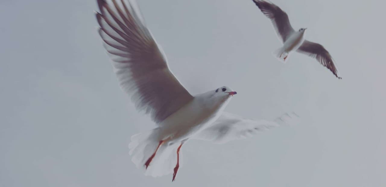 Taube - Wähle den richtigen Weg